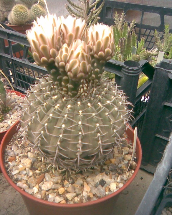 G. bodenbenderianum 1978
