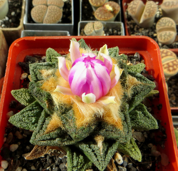 Ariocarpus fissuratus var. hintonii