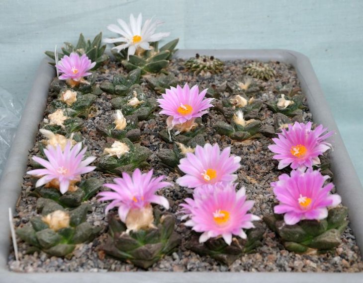 Ariocarpus fissuratus SB 413