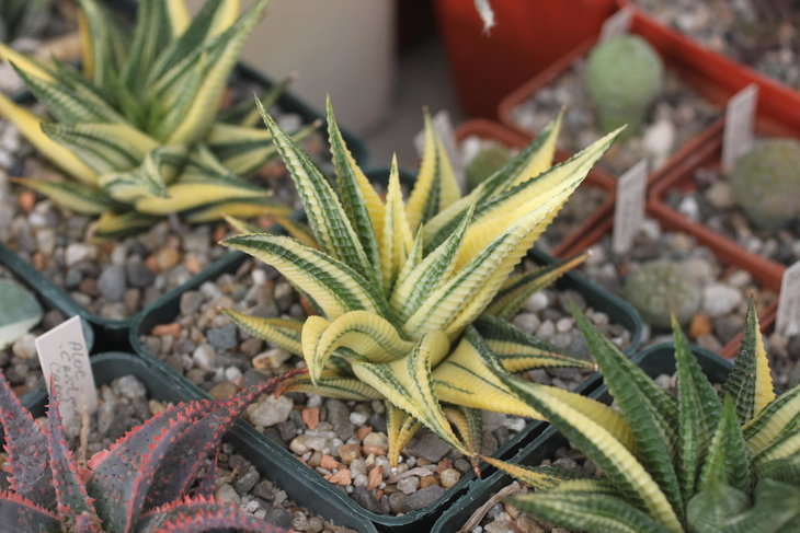 Haworthia limifolia f. variegate