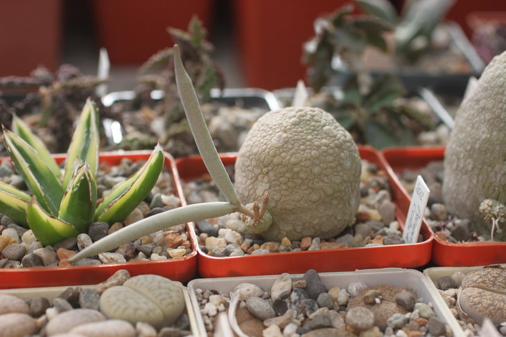 Pseudolithos cubiformis