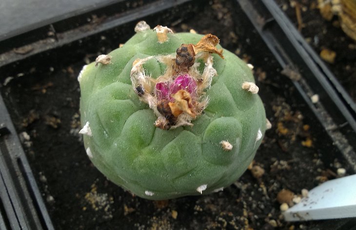 Lophophora frichii. San Pedro