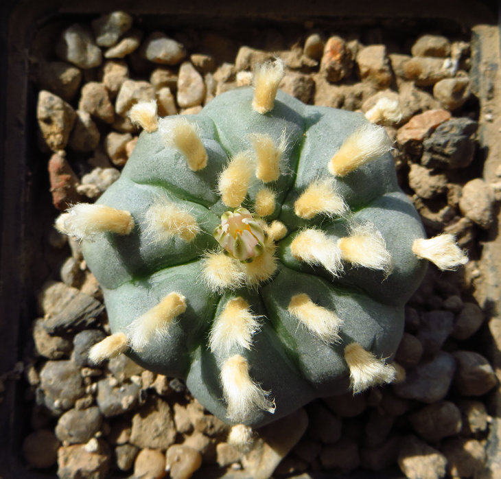 Lophophora williamsii, Huizache, SLP
