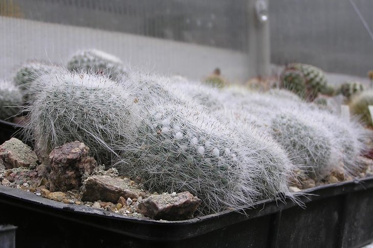 M.hahniana.jpg