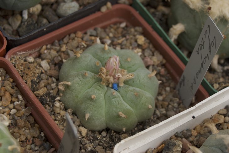 Lophophora &quot;lutea&quot; из коллекции Сергея Чеховского