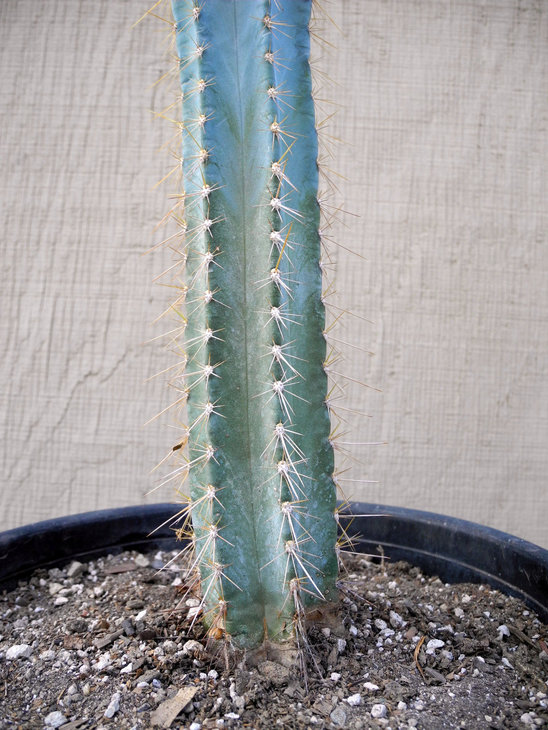 pilosocereus-glaucescens-blue-torch-exotic-rare-cactus-pg-01-a6fae07c302bcca69fc49fd57e47d2d4.jpg