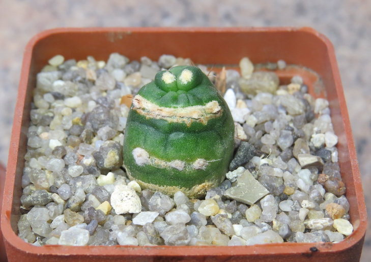 Lobivia aurea f .monstrosa ' Fco '.JPG