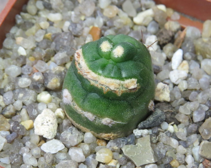 Lobivia aurea f .monstrosa ' Fco '_.JPG