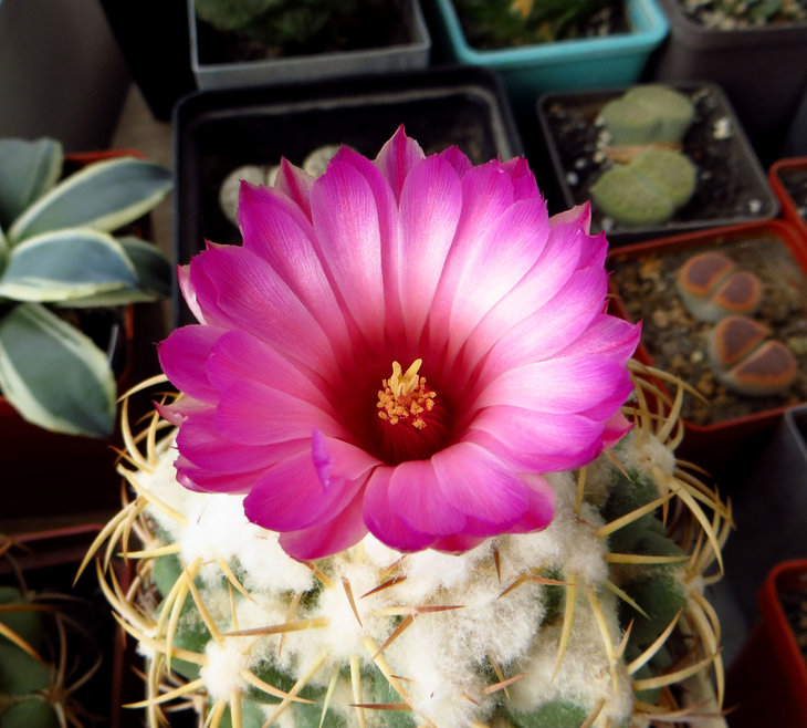 Coryphantha elephantidens