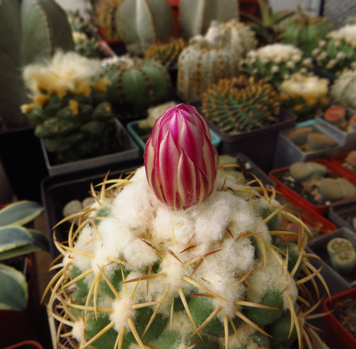 Coryphantha elephantidens