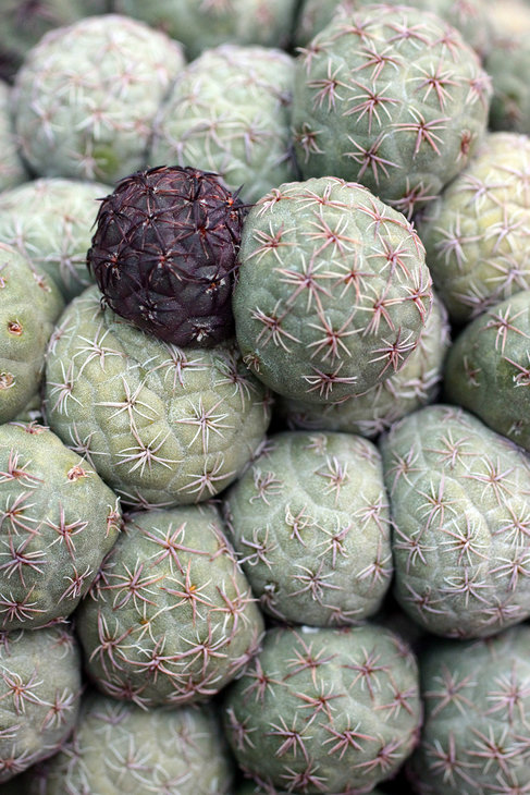 Puna bonnieae