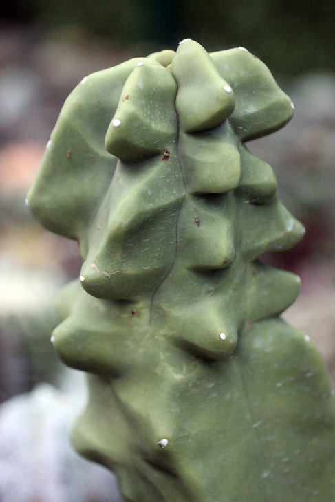 Lophocereus schottii f. monstrose