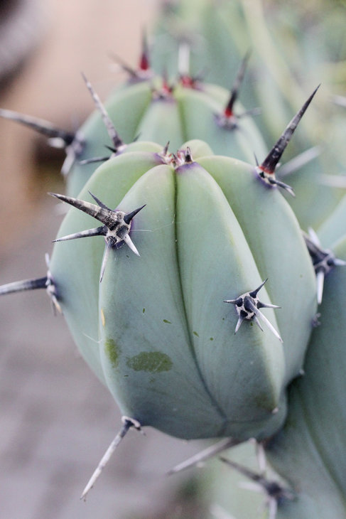Myrtillocactus geometrizans