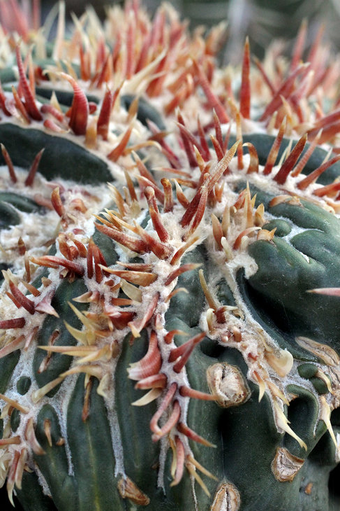 Homalocephala texensis cv. Anayami Monstr