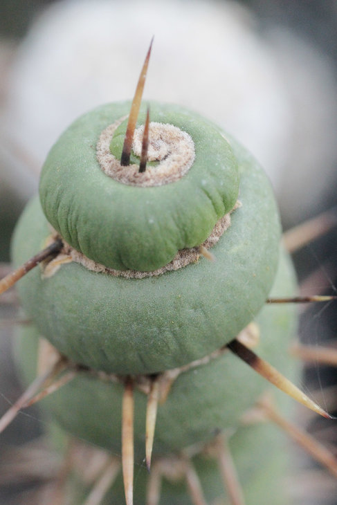 Eulychnia castanea f. spiralis