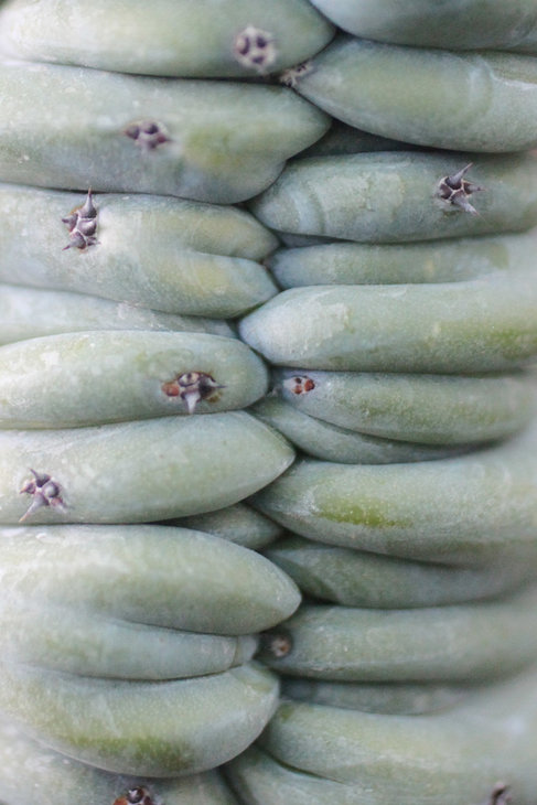 Myrtillocactus geometrizans f. cristata