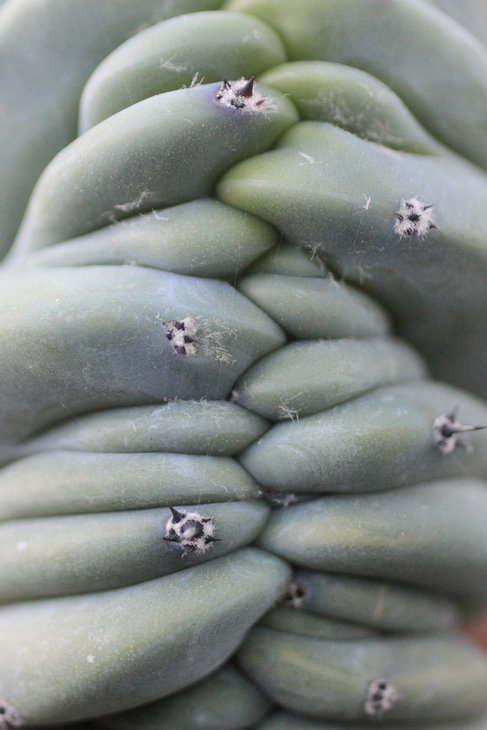 Myrtillocactus geometrizans f. cristata