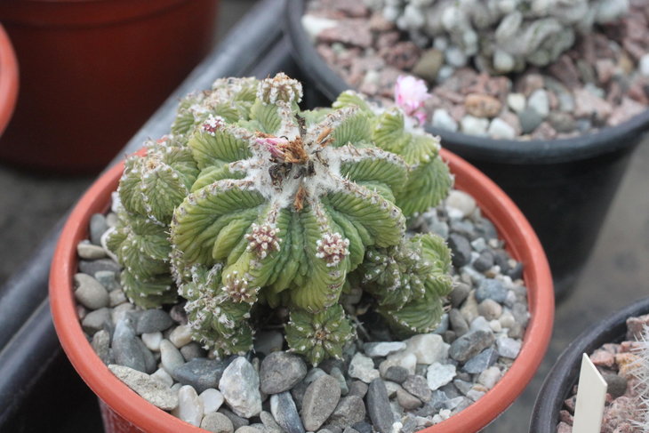 Aztekium ritteri