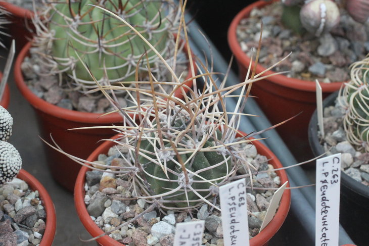 Lobivia ferox