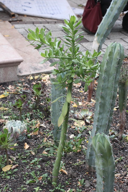 Pereskiopsis spathulata