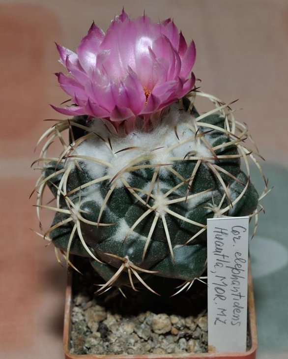 Coryphantha elephantidens