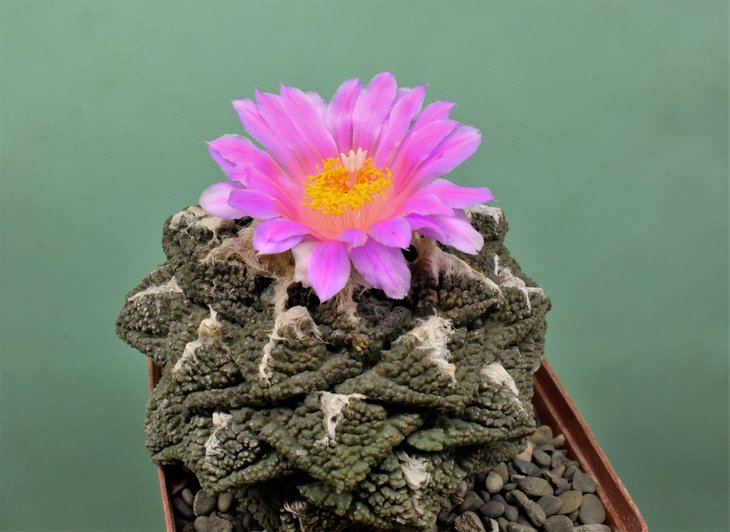 Ariocarpus fissuratus