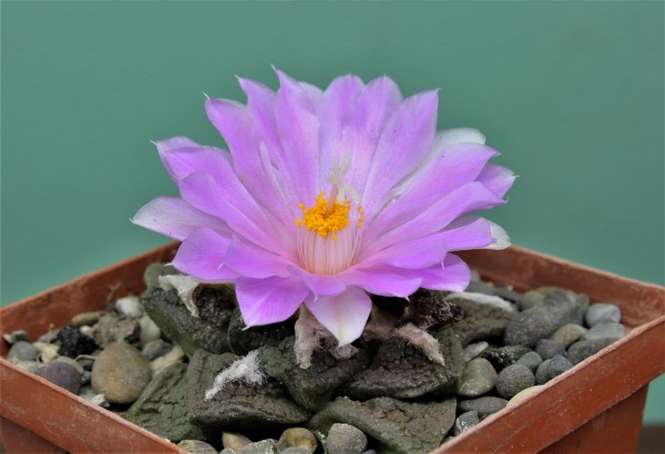 Ariocarpus fissuratus