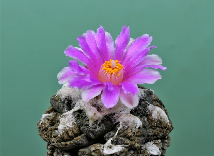 Ariocarpus fissuratus
