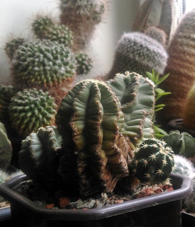 Echinocereus subinermis_2017_01.X.jpg