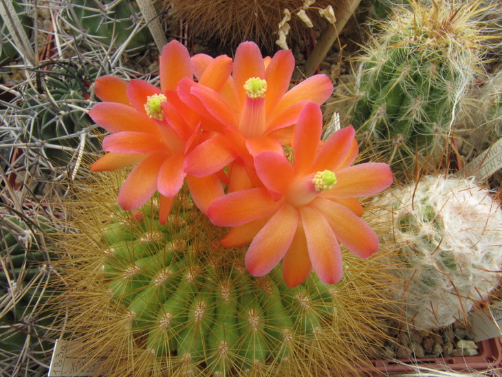 Matucana myriacantha.JPG
