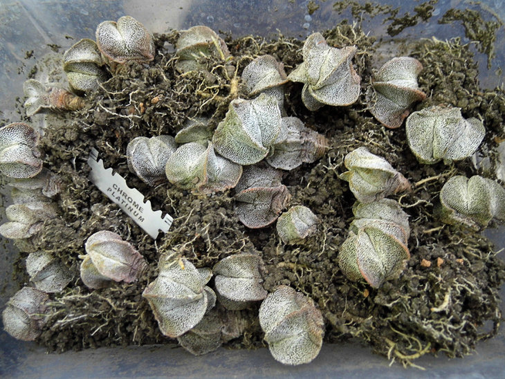 Astrophytum myriostygma.jpg