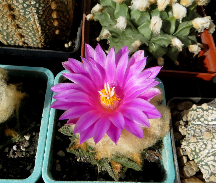 Ariocarpus fissuratus