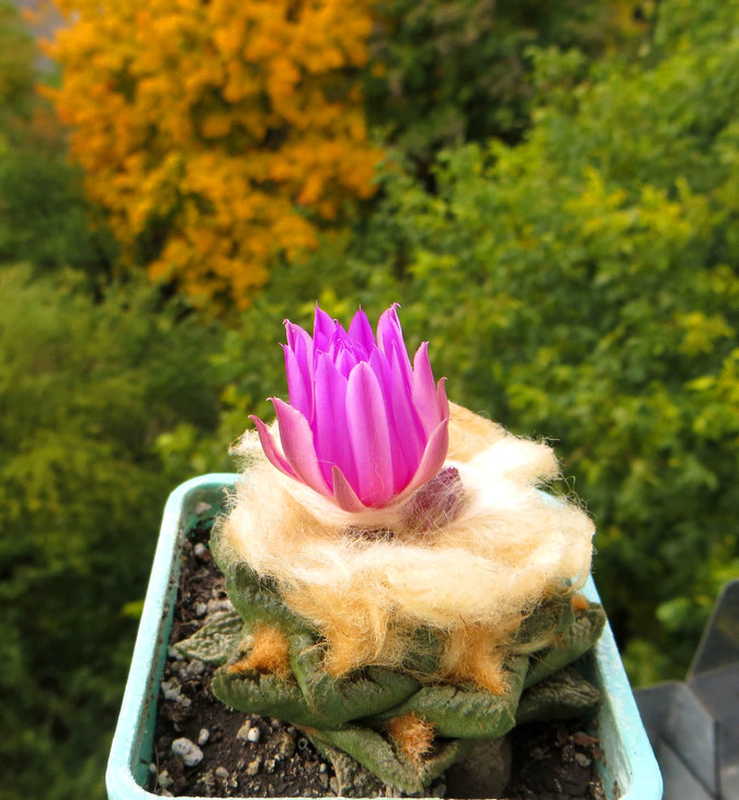 Ariocarpus fissuratus
