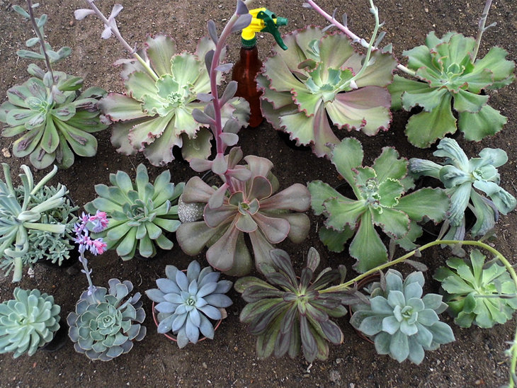 Echeveria.jpg