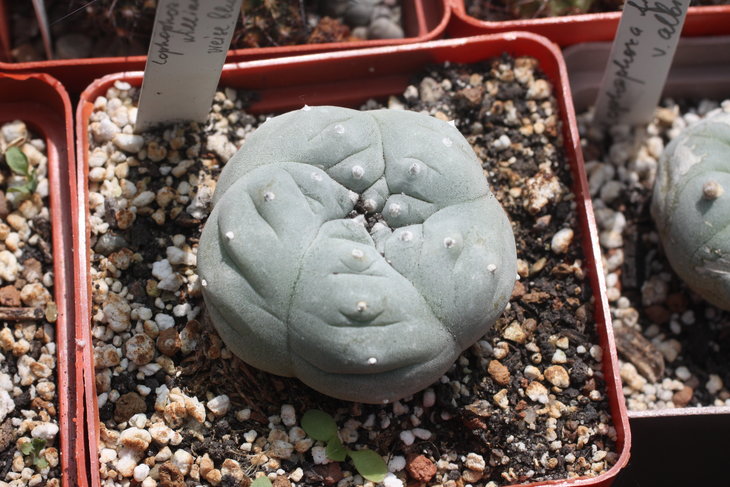 Lophophora williamsii cv. Weisse Bluete, растение Игоря Лавровского