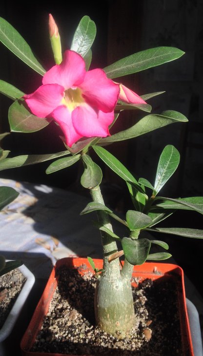 Adenium obesum
