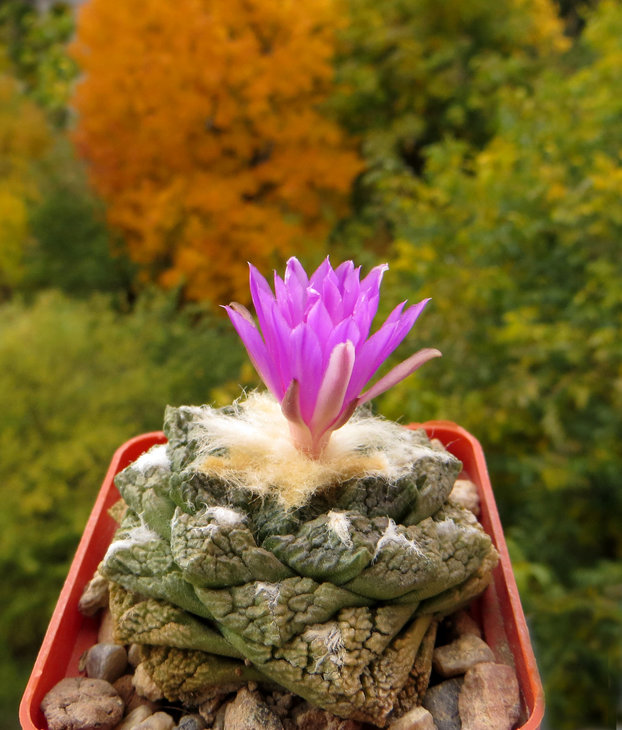 Ariocarpus fissuratus