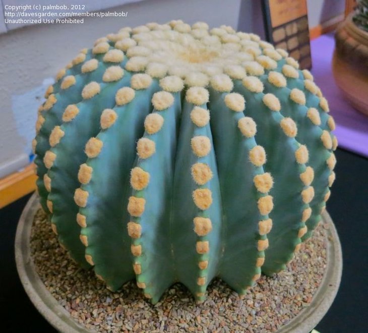 0bc4a4ce97fdb266a7428dbffe5f436f--cactus-flower-air-plants.jpg
