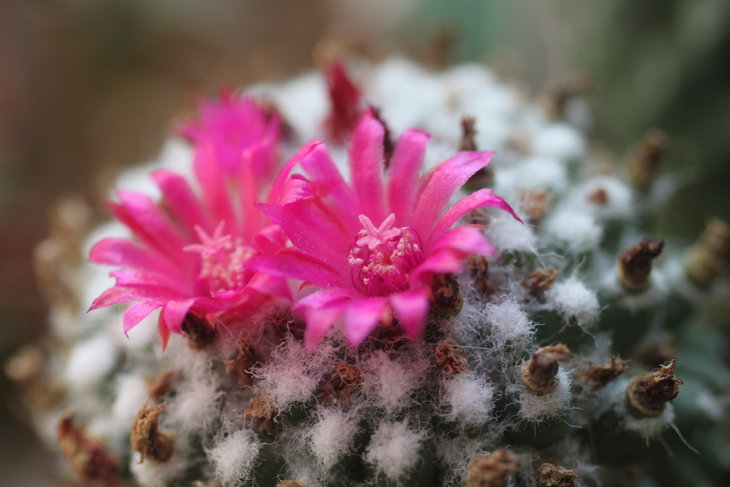 Mammillaria polythele f. inermis