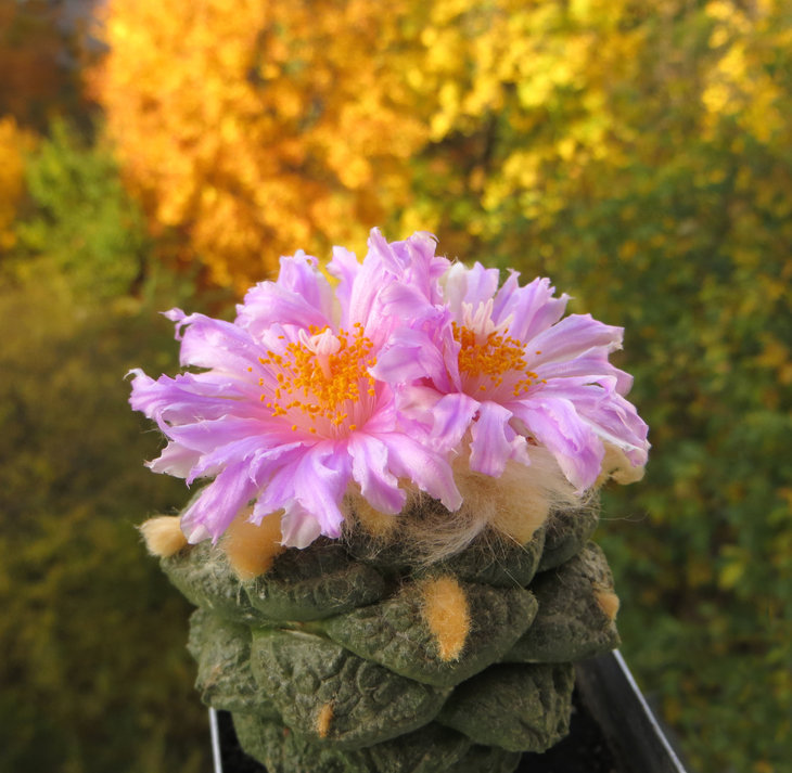 Ariocarpus fissuratus var. lloydii