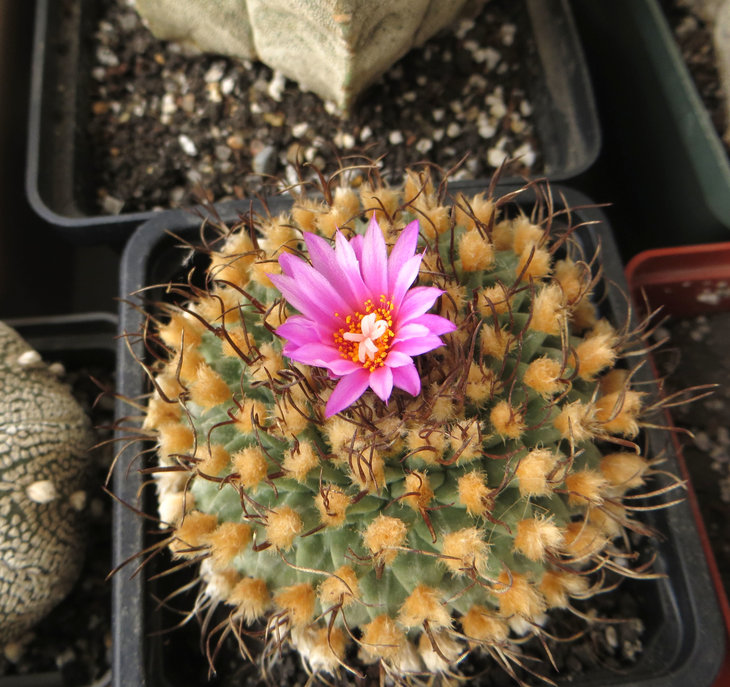 Turbinicarpus alonsoi