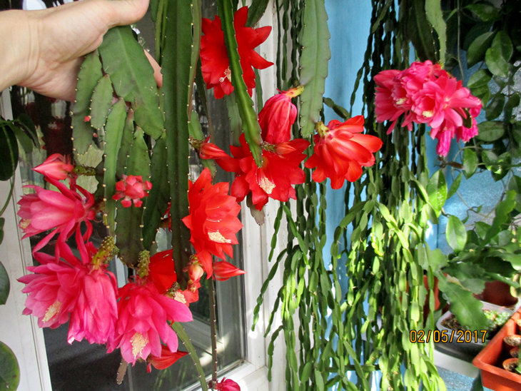 Epiphyllum.jpg