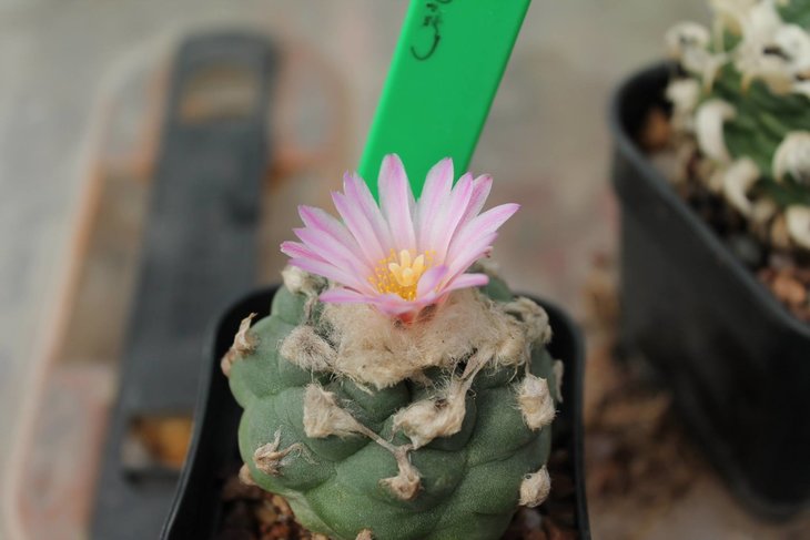 Якобы гибрид Lophophora williamsii x Turbinicarpus lophophoroides (фото и растение Robert Crombleholme)