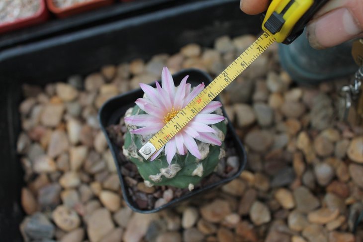 Якобы гибрид Lophophora williamsii x Turbinicarpus lophophoroides (фото и растение Robert Crombleholme)