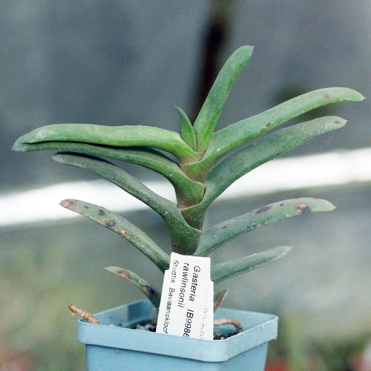 Gasteria rawlinsonii IB9986