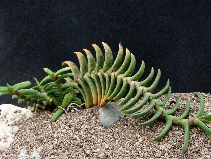 Gasteria rawlinsonii. Фото и растение Cok Grootscholten