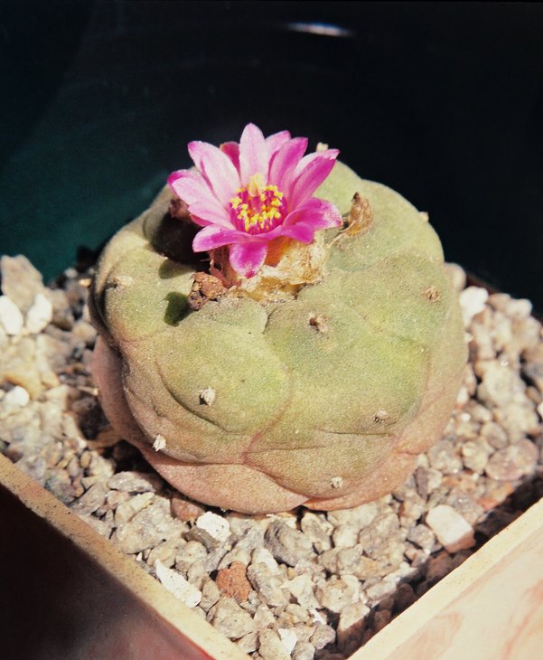 Lophophora jourdaniana