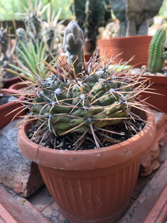 _gymnocalycium_sp.jpg