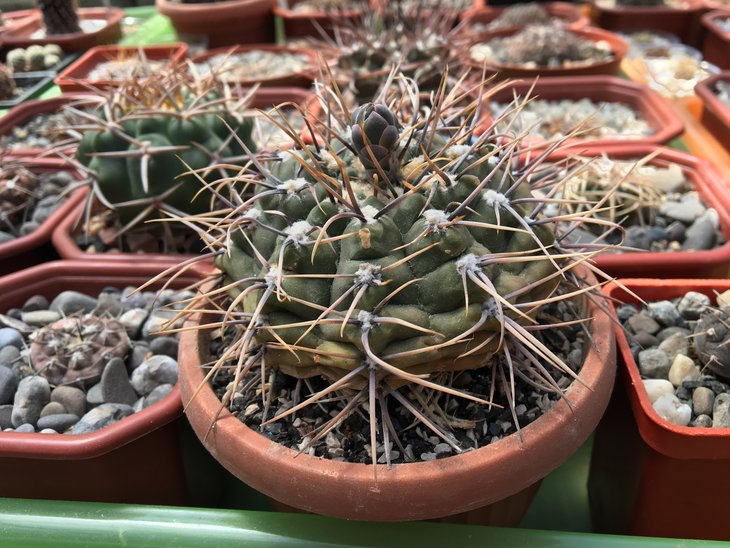 _gymnocalycium_sp-2.jpg