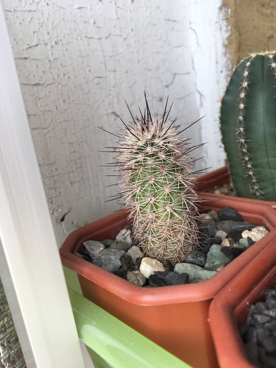 _Echinocereus sp.-1.jpg